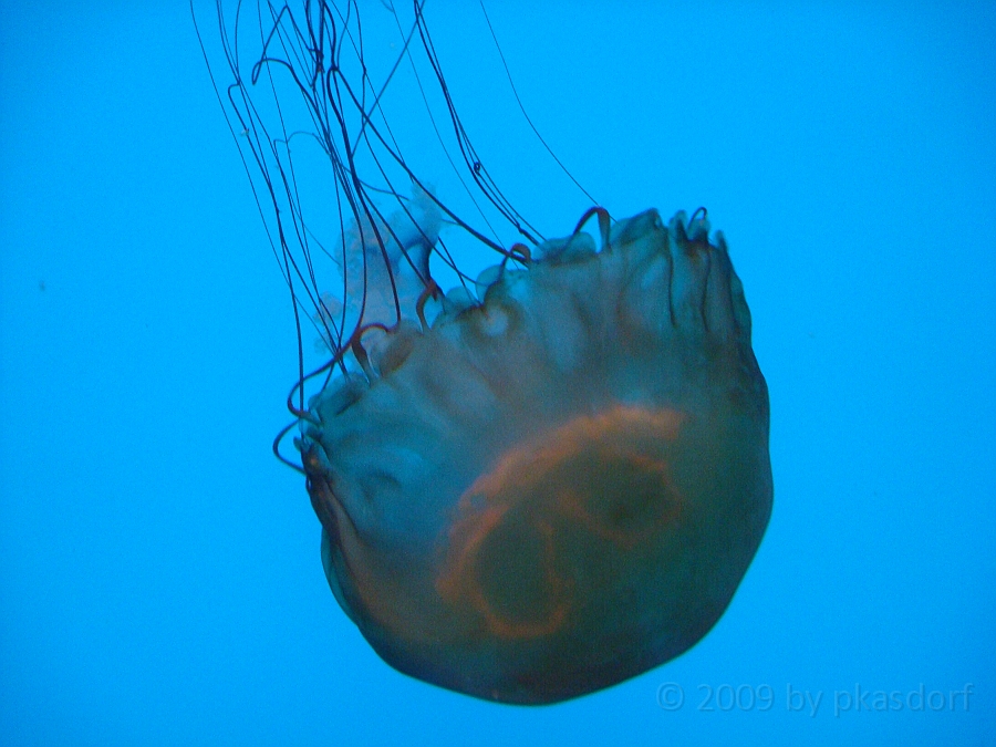 Baltimore [2009 July 02] 189.JPG - Scenes from Baltimore's Inner Harbor.